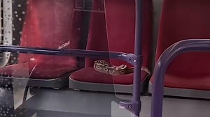 Insolite. À Rouen, il prend le bus avec son python et l’oublie sur le siège en partant
