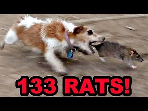 100% NATURAL Rat Control!