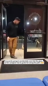 6.3M views · 222K reactions | Check out our adorable penguin bracelet...