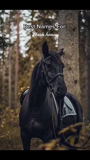 Best Names For Black Horses