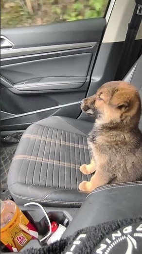 Why You Should Always Wear A Seatbelt 😲