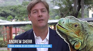 3.5K reactions · 700 shares | Mira este video en el que Andrew Sherr, Cónsul en #Guayaquil, te cuenta la historia de unas vecinas que habitan en el Consulado. No te la pierdas. 年 #iguana #greeniguana #iguanaverde #video #animalcare #wildlife #exotic #nature #naturelovers #animals #home #photoshoot #iguanaeggs #huevosdeiguana #animallovers #exoticanimals #iguanasofinstagram #reptilesofinstagram #amazingiguanas #eggs | U.S. Embassy Ecuador | Facebook