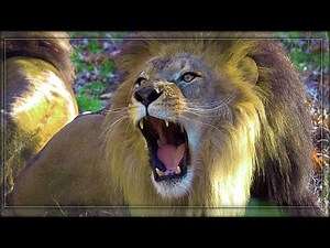 Roaring Lions - Deafening Duet by the Kings of the Jungle #zoo