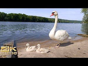 Cutest Swan Family Moments Ever! Newborn Swans with their Mom | Relaxing Wildlife 4K