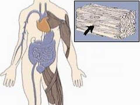 Three Types of Muscle