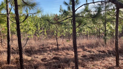 Longleaf pine forests are quintessential southern ecosystems, rich in biodiversity and cultural heritage. At Warnell, we’re working to restore these forests while simultaneously continuing to benefit from sustainable wood harvest and pine straw raking. Dr. Dan Markewitz, Terrell Professor of Forestry and Natural Resources and Soil Site Productivity, and his team are studying how pine straw raking affects soil chemistry and microbial communities compared to un-raked reference stands. His lab is a