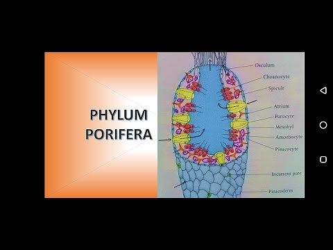 Phylum Porifera (Sponges)