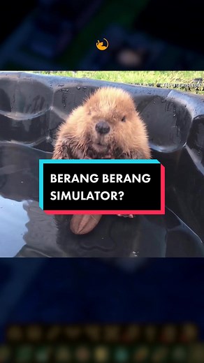 Tebak berapa kali Aldo ngomong berang-berang? Timberborn udah available di Steam yah! #thelazymonday #tlm #gaming #serunyamaingame #steam #gamingontiktok