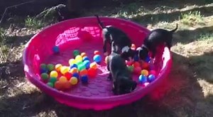 33 reactions · 5 comments | The puppies checking out the ball pit. | SOS Labrador Retriever Rescue | Facebook