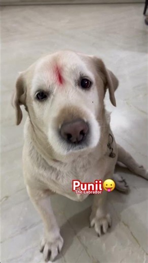 Punji the labrador plays the haath pakadne vala pati, देखो 🐾