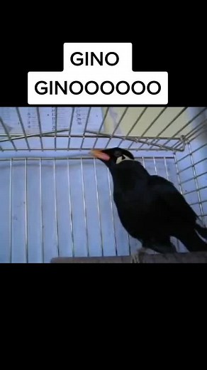 #merloindiano #workinggroupsrl #neiperte #seguimi