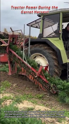 Tractor Power During the Carrot Harvest