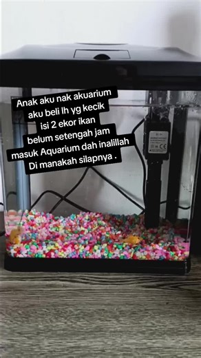 Panduan Setup Akuarium untuk Pemula