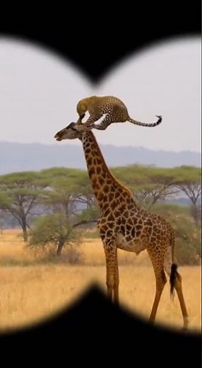 Cheetahs Ambush a Giraffe Herd — Unexpected Wild Chase!
