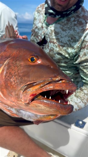 Check out this Monster Cubera Snapper!!! #crazy #fishing #outdoors #snapper #monster #bait | BlacktipH
