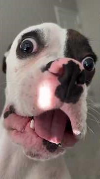 This Is Why Everyone Wants A Dog 😂
