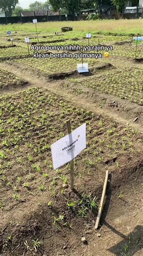 Yg agro jangan sampai berubah budidaya gulma ya 😭🤣 #agroteknologi #agroteknologiupnyk
