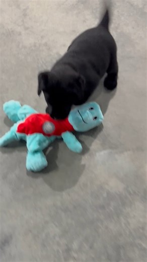 Labrador Retriever puppy for sale