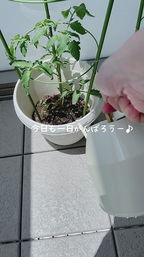 最近また晴れ多くて嬉しい☀️#主婦の日常 #主婦 #日常生活 #Vlog #おすすめ #子育てママ #子育て奮闘中 #ルーティン動画 #モーニングルーティン #morningroutine #ルーティン