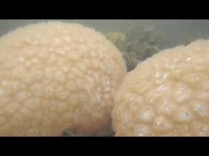 BRYOZOAN Pectinatella magnifica