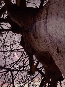 On April 8, 2024, a total solar eclipse will occur during a new moon in Aries, offering a spectacular celestial event for observers in certain parts of North America. The eclipse will be visible across a path that stretches from Mexico, through the United States, and up into eastern Canada. The timing and duration of the eclipse will vary depending on the location within this path. Those situated within the path of totality, where the moon completely obscures the sun, will experience the most dr