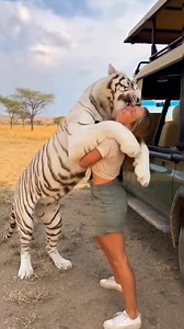A rare and heart-melting moment caught on camera as a gentle white tiger gives a warm, playful hug. This beautiful interaction shows the softer side of wildlife and the amazing bond between humans and animals. Truly unforgettable! 🐾✨ Hashtags: #WhiteTiger #TigerHug #WildlifeLove #RareMoment #AnimalBond #CuteTiger #NatureMagic #WildlifeVideo #ViralAnimals #hearttouchingstory #wildlifevideo #viralanimals | Nature Unleashed