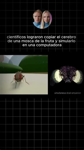 cientificos lograron copiar el cerebro de una mosca y simularlo en un ordenador