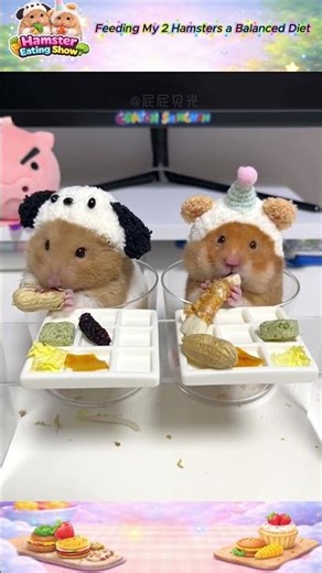 Feeding My 2 Hamsters a Balanced Diet 🐹🥗 #shorts