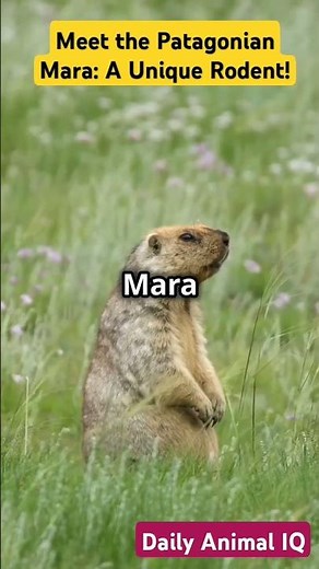 Meet the Patagonian Mara: A Unique Rodent!