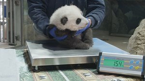 349K views · 17K reactions | ❤️ Our giant panda cub is strong, healthy and growing into that signature panda ‘plump.’ Help us name him! The poll closes tonight at 11:59 p.m. We’ll reveal the winning name Nov. 23! ✅ VOTE: https://s.si.edu/3lsAkui. . . . #PandaStory | Smithsonian’s National Zoo and Conservation Biology Institute | Facebook