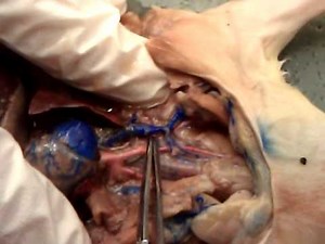 Rat Dissection - Heart and Vessels