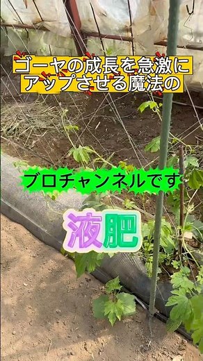 ハウスゴーヤの成長液肥（ブロチャンネル）#家庭菜園 #農業 #ハウス栽培