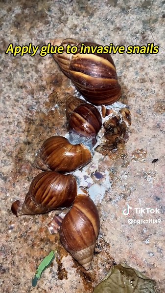 The giant African snail is an invasive alien species that poses threats to human health and ecological balance, so we must eradicate it.#fyp #snail #usa🇺🇸 🙏🙏🙏