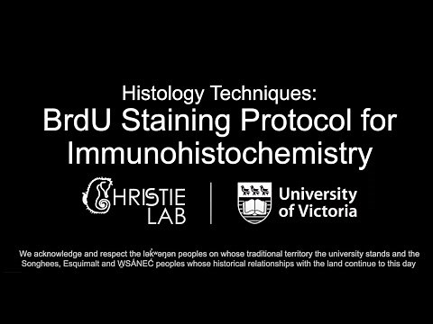 BrdU Immunohistochemical Staining Protocol
