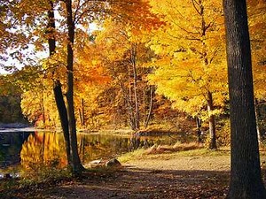 Temperature Deciduous Forest