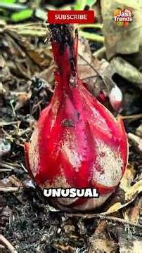 Top 5 Most Exotic Fruits Found Only in India! #fruit #fruitlovers #exoticfruit