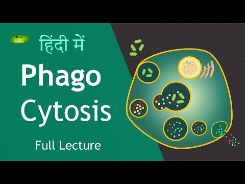 Phagocytosis Full Lecture in Hindi| Immunology | Basic Science Series Hindi