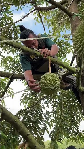 Jangan tebang pohon durian, kalau di tw boleh lah #aakadu #durian
