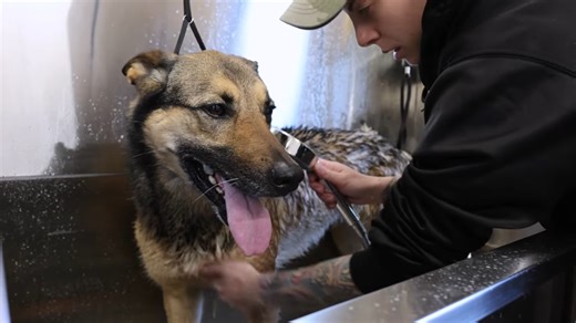 Why this army handler and her military working dog stand out together