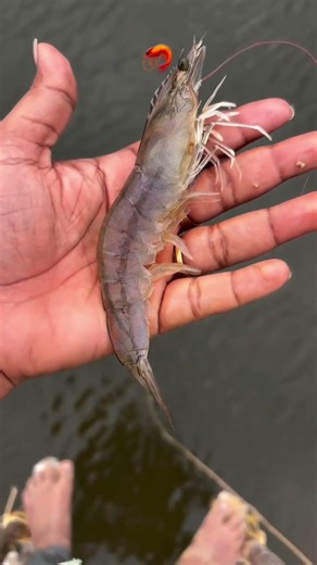 🦐Vannamei shrim culture #vannamei #shorts #shrimp #fishing #ocean #fish #trending