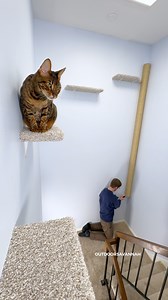 DIY Climbing Post for Cats can be made in many different ways depending on materials you find and the space you are working with #outdoorsavannah PVC piping or wood could be used, wrapped in sisal, jute, low-pile carpet or mat. Rigid cardboard tubes can be sourced from shipping/packing suppliers. Pole diameter matters if you are mounting this along a wall because a cat needs placement to wrap their paws around. My pole has a diameter of 3.75" (9.5cm) and can be set directly against the wall, all
