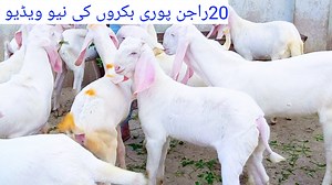 11K views · 1.5K reactions | Mashallah Top Class 20 Rajan Puri Goats For Sale At Shahzaib Goat farm | Shazaib goat farm | Facebook