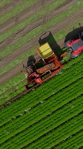 GRIMME NAVO 140 🥕 Die NAVO mit dem zuverlässigen Klemmband sichert eine saubere und effektive Ernte, wenn es darauf ankommt. 🤝 --- GRIMME NAVO 140 🥕 The NAVO with its reliable top lifter belt ensures a clean and effective harvest when it matters. 🤝 #GRIMMEGroup #navo140 #carrots #grimmemachine #carrotharvest | GRIMME Landmaschinenfabrik