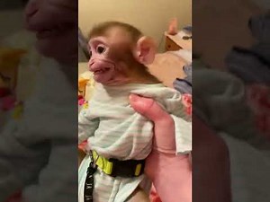 Bad Baby Monkey 😱#bad #monkey #animals #monkeybaby #funnymonkey #monkeycoco