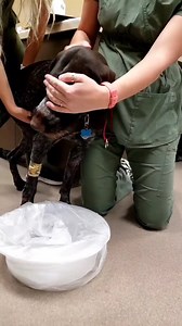 GRAPHIC WARNING ⚠️ I have never seen a dog vomit with this sort of projectile intensity! Thought I would let you all share in my amazement! Turn the volume up if you want to hear the "splash" factor 😳 #dogvomit #😳 #vomit #emesis #iminshock #icantstopwatching #winecountryveterinaryhospital #winecountryvethospital #winevet #winecountryvet #wcvh #windsor #windsorvet #windsorveterinarian | Wine Country Veterinary Hospital