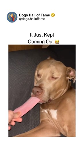 Dogs • Cute Dogs • Dog Videos on Instagram: "A dog blessed with the longest tongue ever witnessed — where anatomy meets comedy and creates an unforgettable visual spectacle. One second they're sitting normally, the next their tongue unfurls like a red carpet, dangling past their chin, swaying side-to-side, defying all reasonable tongue-length expectations. The exaggerated hanging, the struggle to keep it inside their mouth, the moments it flops out at the most unexpected times — every appearance