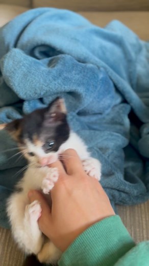 DORA THE EXPLORER! ✨🐱🎒🗺️ It’s been a whirlwind of chaos and excitement in Dora’s foster home over the past three weeks! 🤣 From just 5 weeks old, Dora has shown off her bold personality, quickly putting the Labrador and Ginger male cat within the home in their place, and asserting her bossy ways! 😈 Now, at almost 7 weeks, Dora is flourishing and running wild! 🤪 Applications are now open to welcome this bundle of energy into your home! 🏡 💨 Adoption info👇 https://www.allcreaturesgreatandsm