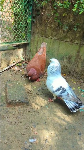 দামাসিন কবুতর ডাকে অনেক ভালো 😍