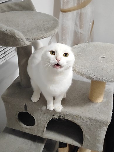 Cat Tree Shenanigans with Pixie: Playful Moments