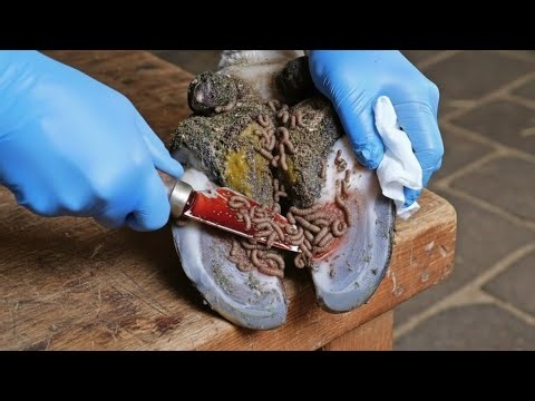 SHOCKING Cow Hoof Infection! 😱 Maggots & Worms Removed – Extreme Hoof Trimming Rescue